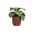 Planter Artevasi SAN REMO Dark Red Ø 36 cm (4 Pieces) Online